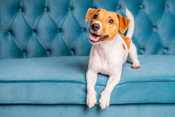 Caring for your Couch with Pets!